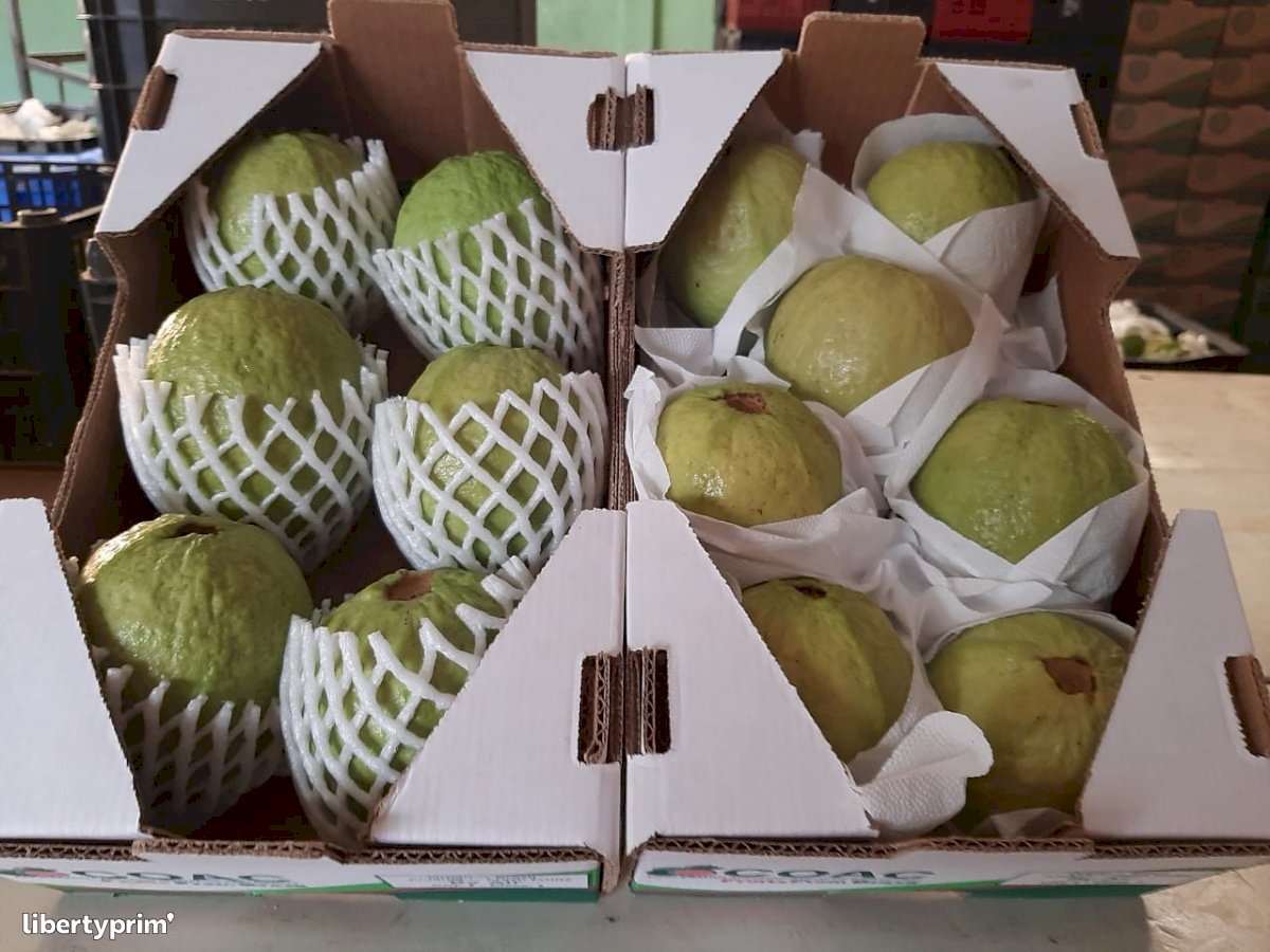 Guava Extra Brazil Exporter - Multipla Comex | Libertyprim