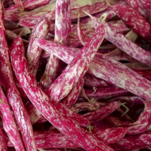 Bean Red Coco