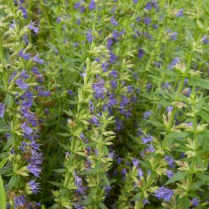 Hyssop 
