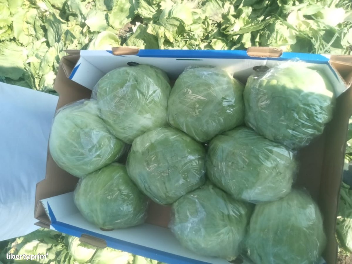 Iceberg Lettuce Class 1 Egypt Producer Agrismart Libertyprim