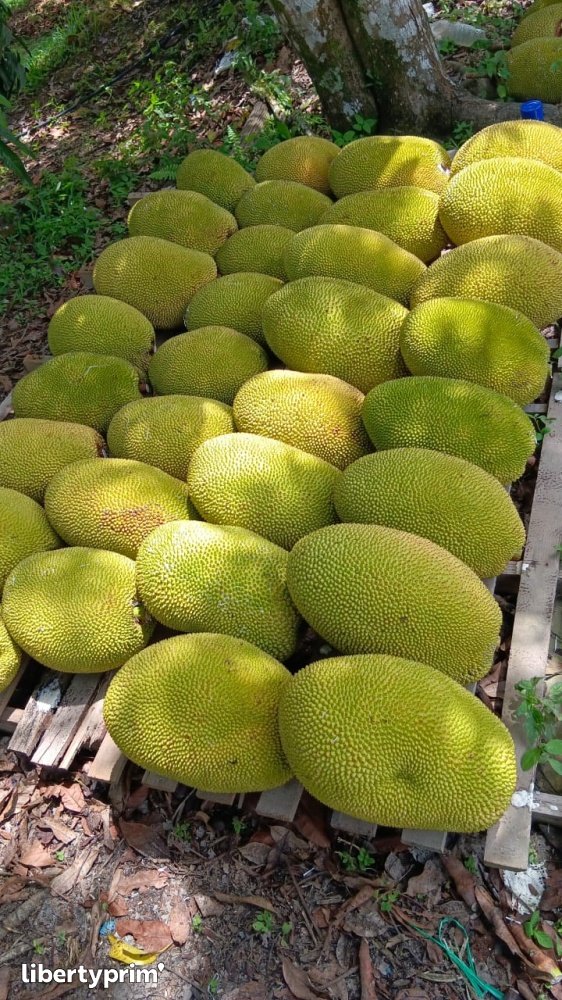 Jack Fruit Class 1 Malaysia Import & Export - Green Energy Products ...