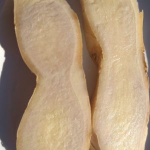 Gingembre Blanc Ou Jaune