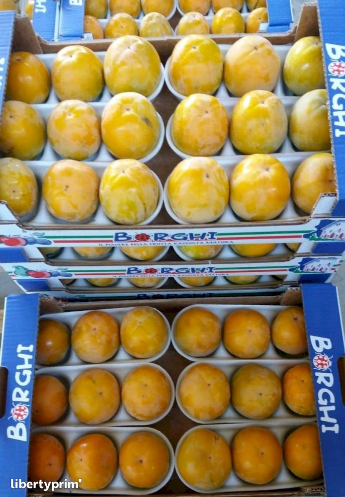 Persimmon Italy Conventional Grower - Peruzzo | Libertyprim