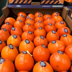 Persimmon 