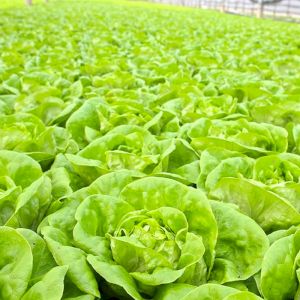 Lettuce 