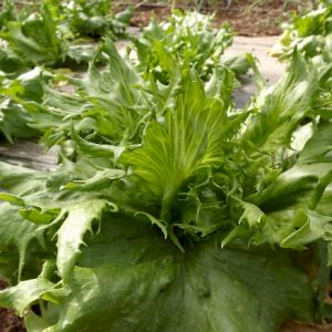 Lettuce 