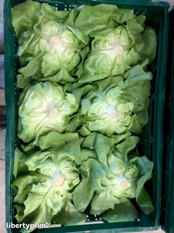 Lettuce Germany Producer Frische aus Westfalen Libertyprim