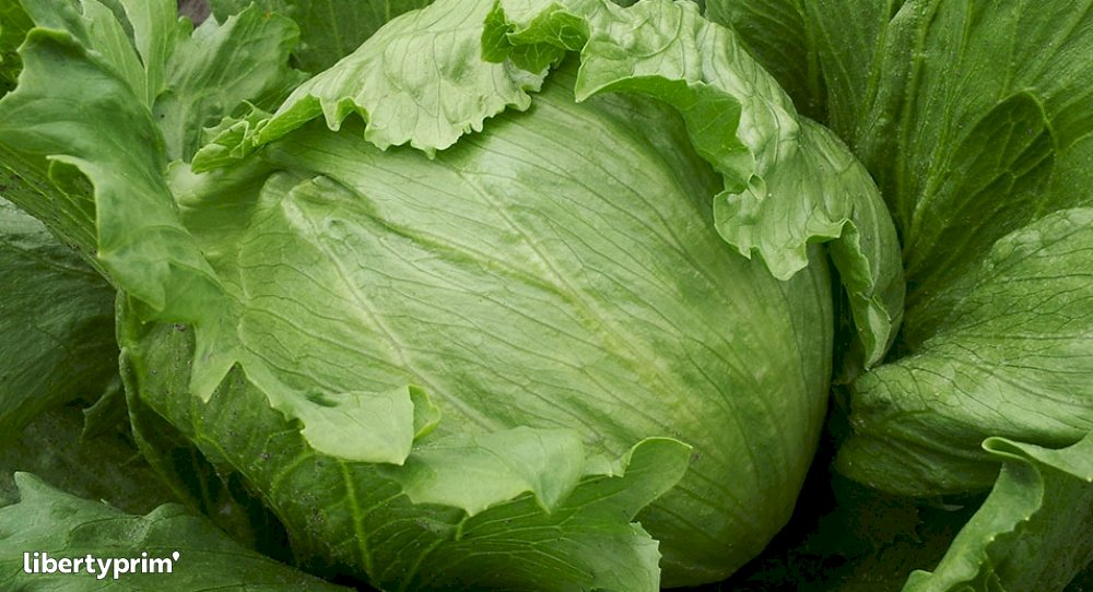 Lettuce Iceberg Extra Italy Cooperative ZUCCARELLA Libertyprim