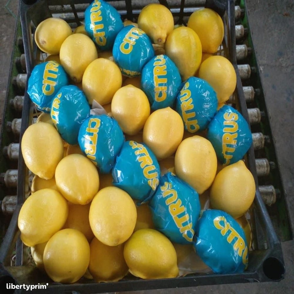 Lemon Interdonato Class 1 Turkey Wholesaler - AŞKAR Sebze Ve Meyve İthalat İhracat Sanayi Limited Şirketi | Libertyprim