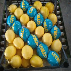 Citron Interdonato