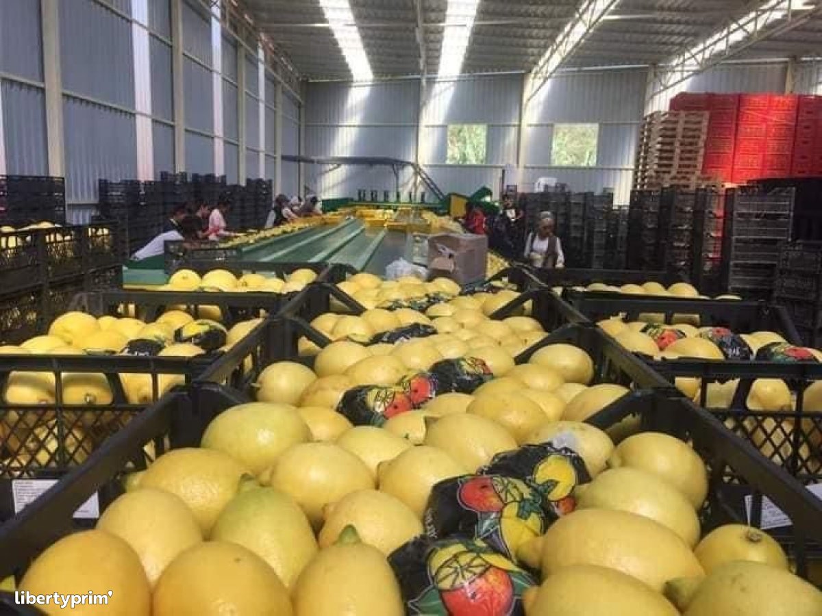Lemon Interdonato Class 1 Turkey Wholesaler - AŞKAR Sebze Ve Meyve İthalat İhracat Sanayi Limited Şirketi | Libertyprim