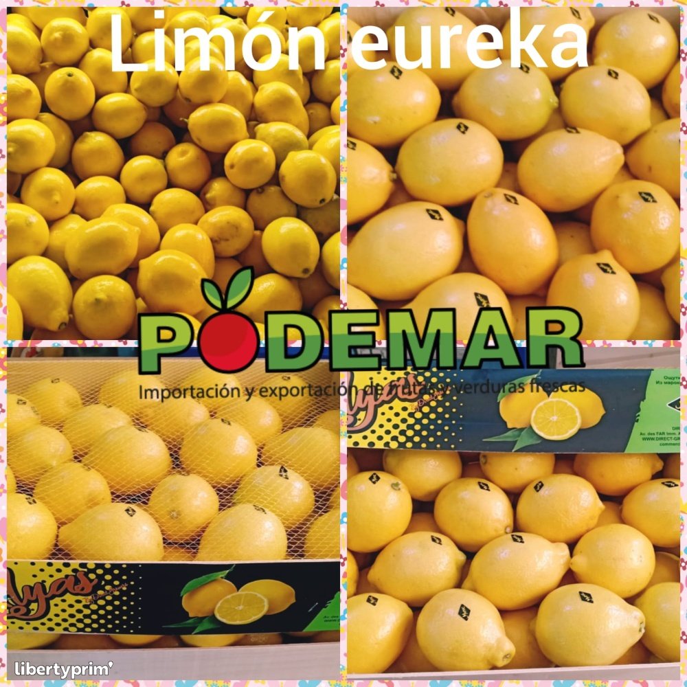 Lemon Eureka Class 1 Morocco Wholesaler - PODEMAR PROMOCIONES SL | Libertyprim