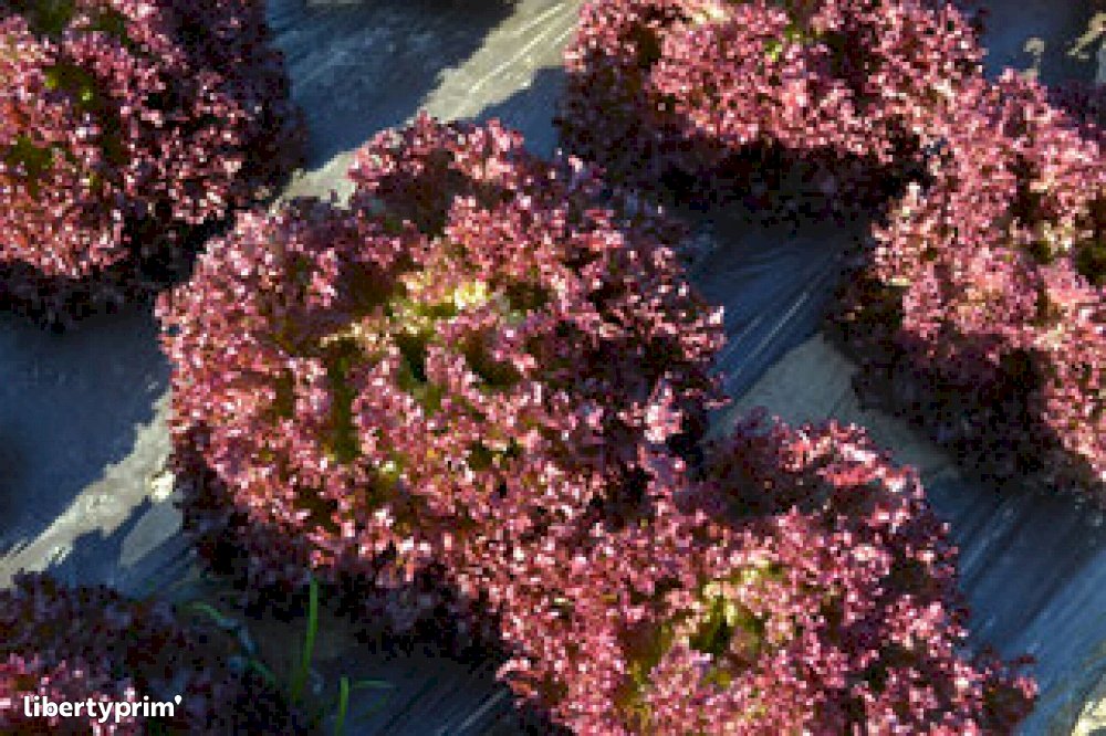 Lolo Rosso Lettuce France Organic Grower LES VERGERS DES CABANES