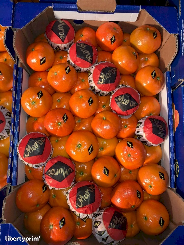 Mandarin Class 1 Morocco Conventional Grower - Greenseafoodcompany | Libertyprim