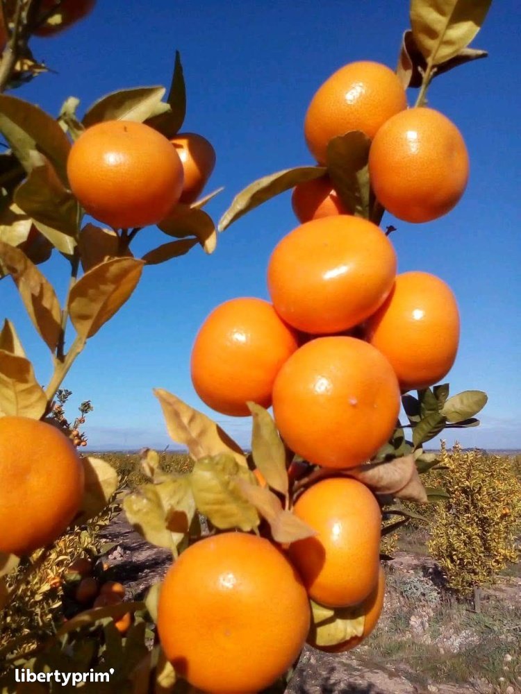 Mandarine Nadorcott Extra Maroc Import & Export - ENNEA TROPHI | Libertyprim
