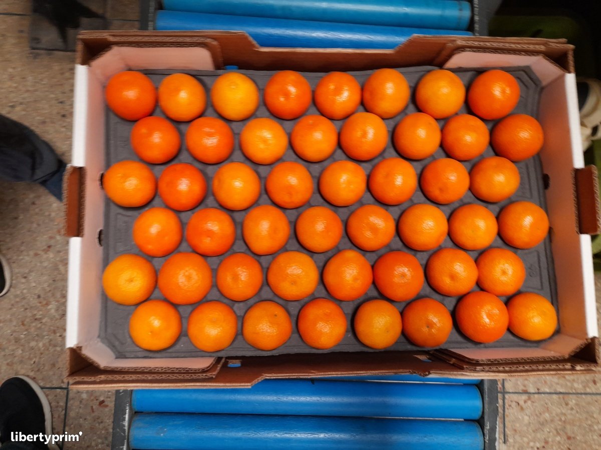 Mandarina Nadorcott Categoría 1 Marruecos Importación & Exportación - AGRIMEX  | Libertyprim
