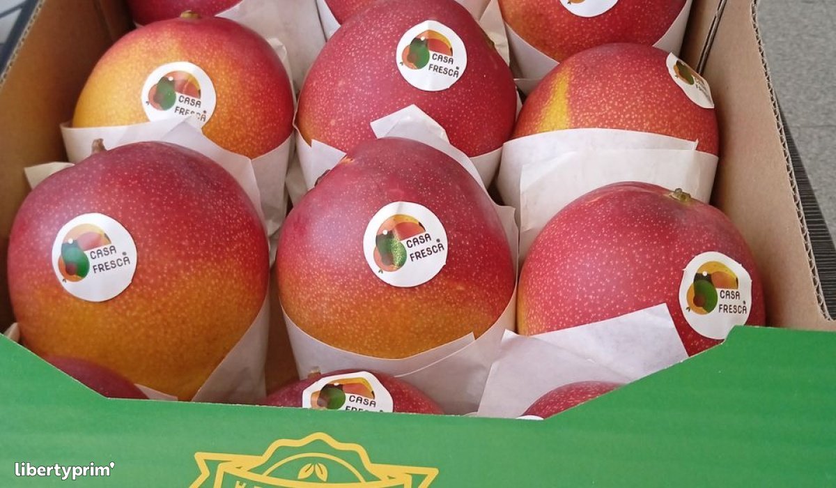 Mango Venezuela Import & Export - Esoeste Fruits | Libertyprim