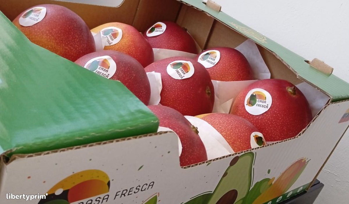 Mango Venezuela Import & Export - Esoeste Fruits | Libertyprim