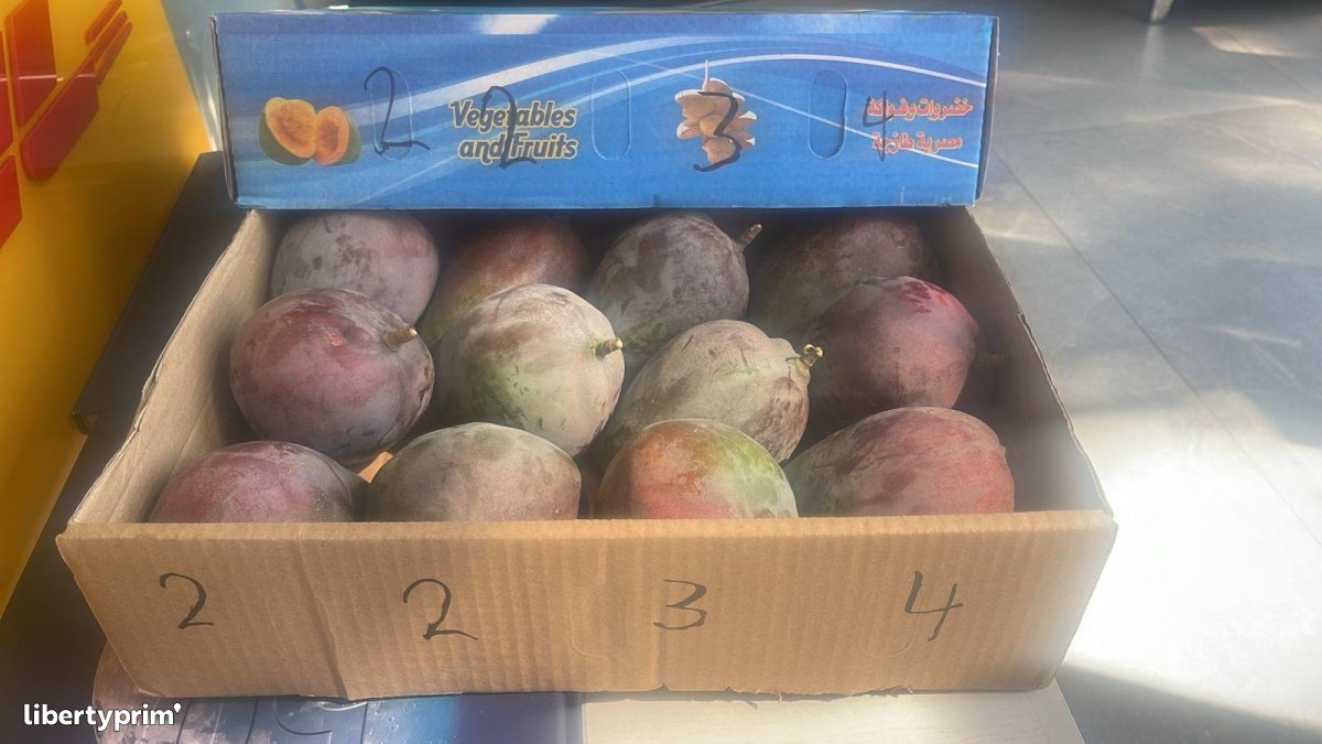 Mango Haden Class 1 Egypt Wholesaler - AF | Libertyprim