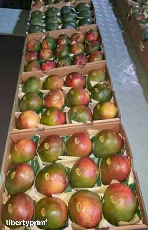 Mangue d’Afrique sans fibre | Sebala Fruits N°1 en Algérie ,vente de fruits  exotique et hors saison 