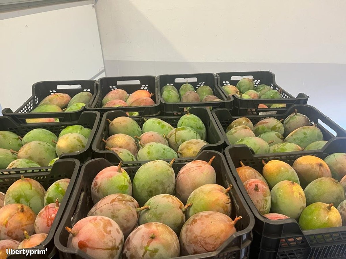 Mango Keith Class 1 Spain Wholesaler - MIDI PRIMEURS | Libertyprim