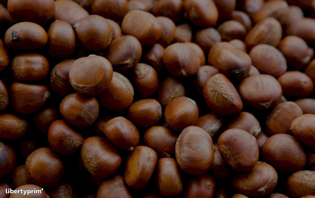 Chestnut France Conventional Grower - LIMDOR | Libertyprim