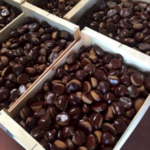 Chestnut 