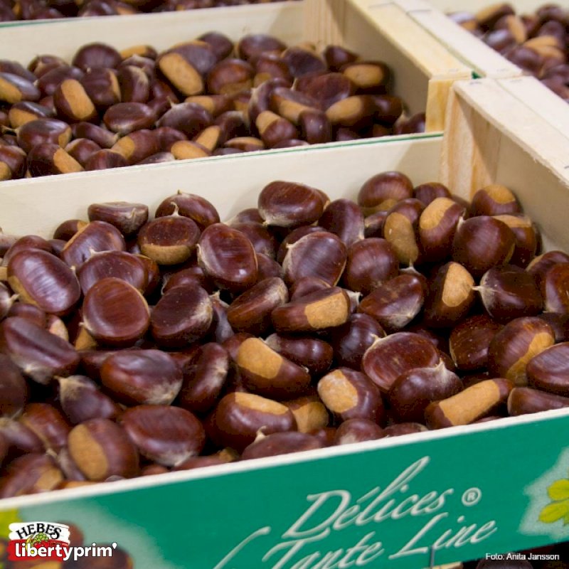 Chestnut France Wholesaler - Hebe Frukt Grönsaker | Libertyprim