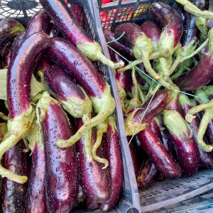 Eggplant Long Purple