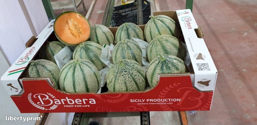 Melon Extra Italy Shipper - Valrevel | Libertyprim