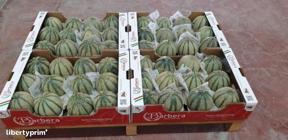 Melon Extra Italy Shipper - Valrevel | Libertyprim