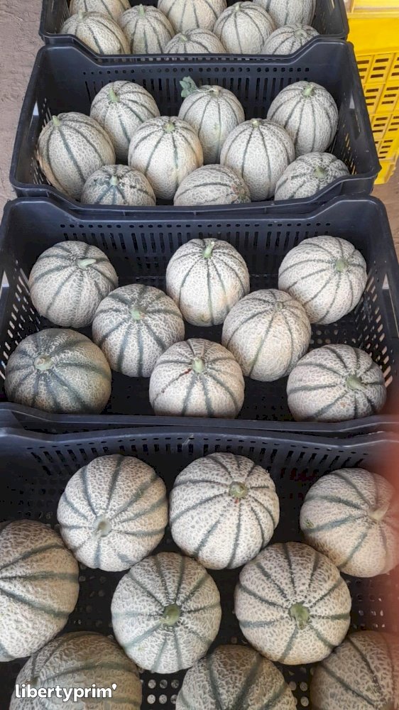Melon Extra Spain Conventional Grower - Peruzzo | Libertyprim