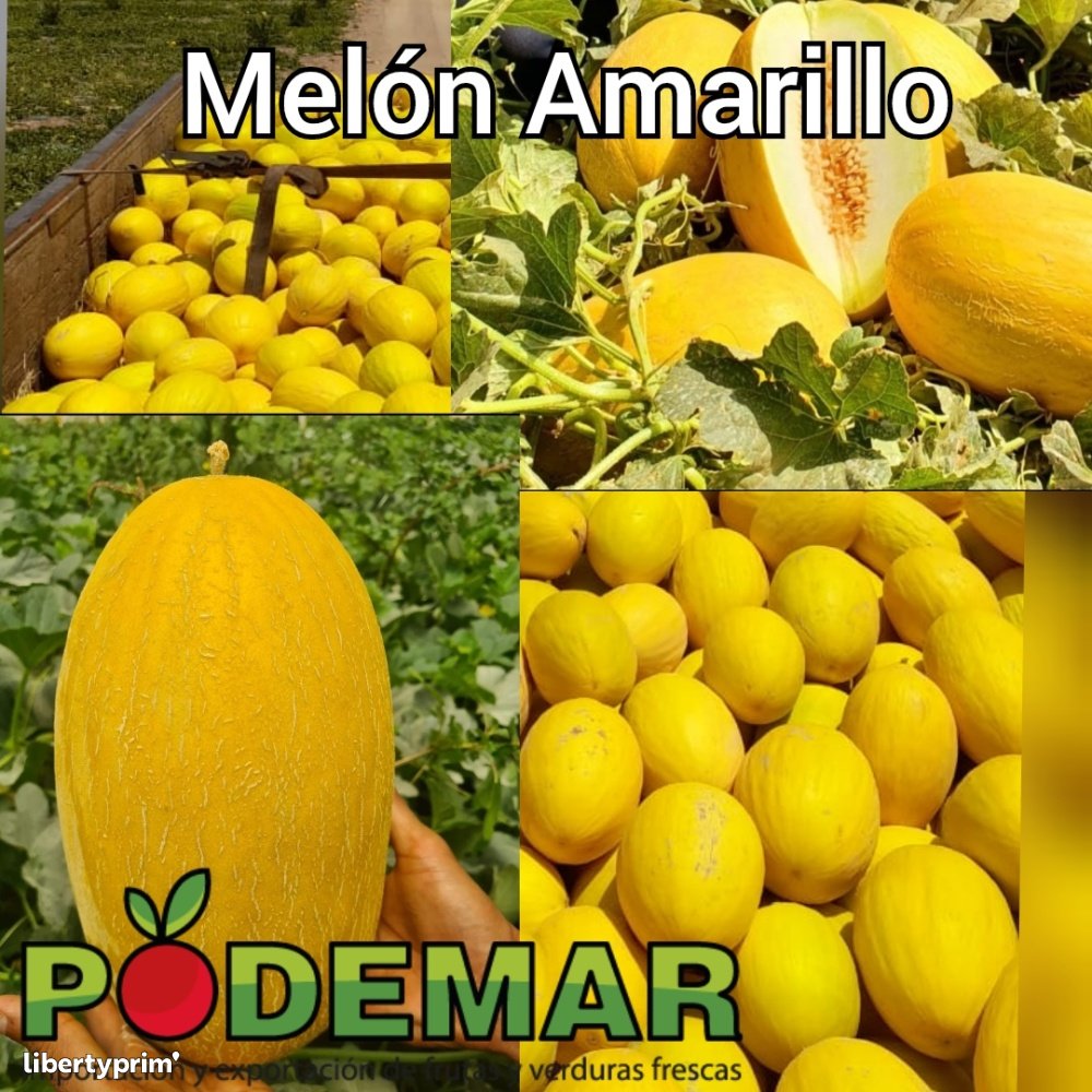 Melon Yellow Class 1 Morocco Wholesaler - PODEMAR PROMOCIONES SL | Libertyprim