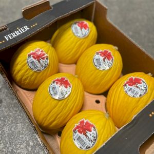 Melon Canari
