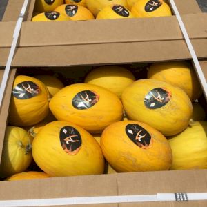 Melon Canari