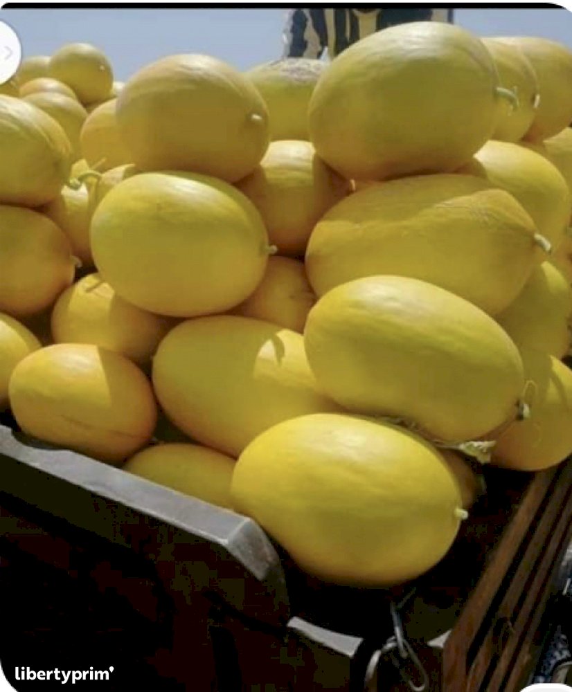 Melon Canari Morocco Shipper - Ramzy | Libertyprim