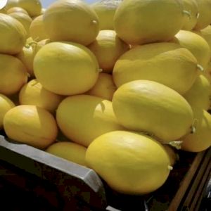 Melone Canari