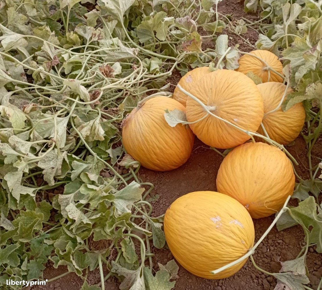 Melon Canari Morocco Importer - Senchi | Libertyprim