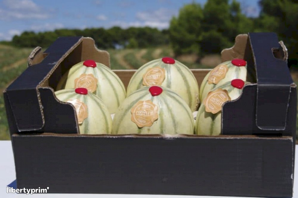 Melon Charentais France Producteur FORCE SUD Libertyprim