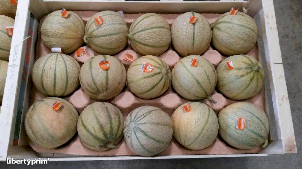 Melon Charentais France Producteur Conventionnel DAMONLAUBIER Libertyprim