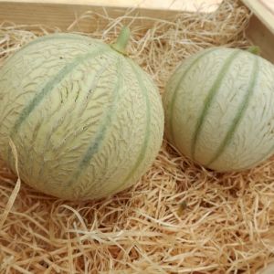 Melon Charentais