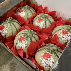 Melon Yellow Charentais