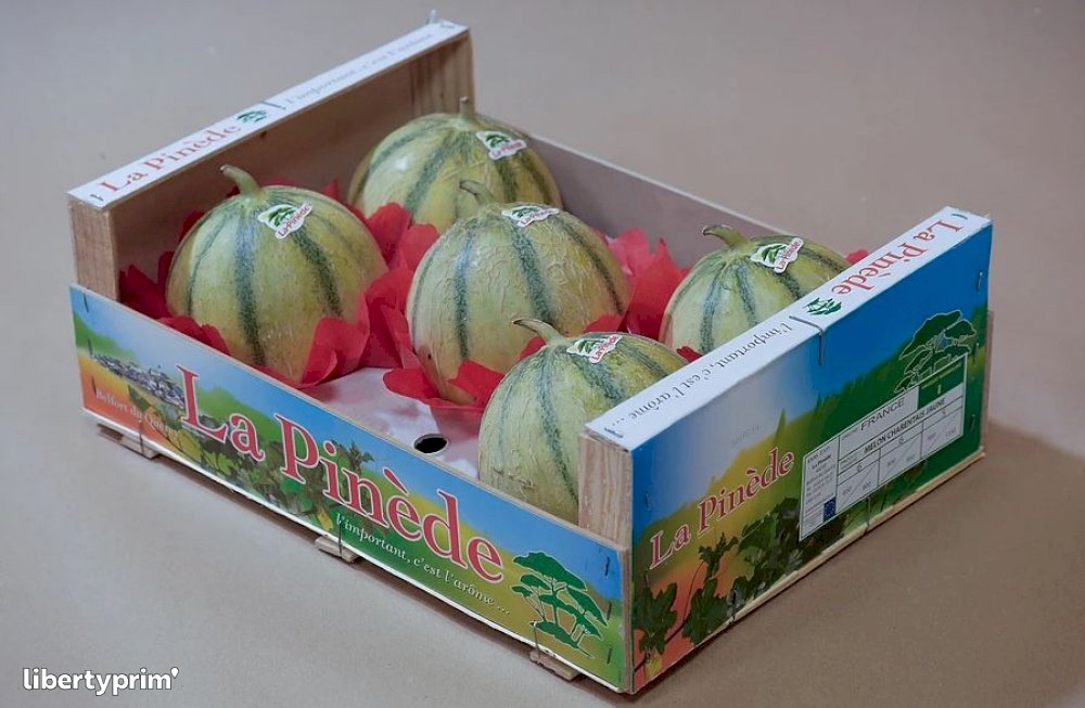 Melon Yellow Charentais France Libertyprim