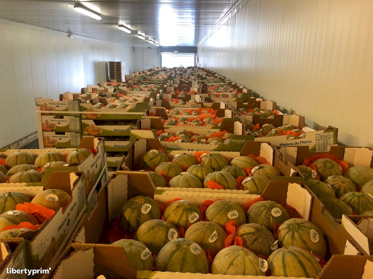Melon Green Charentais Class 1 Morocco Conventional Grower - Peruzzo | Libertyprim