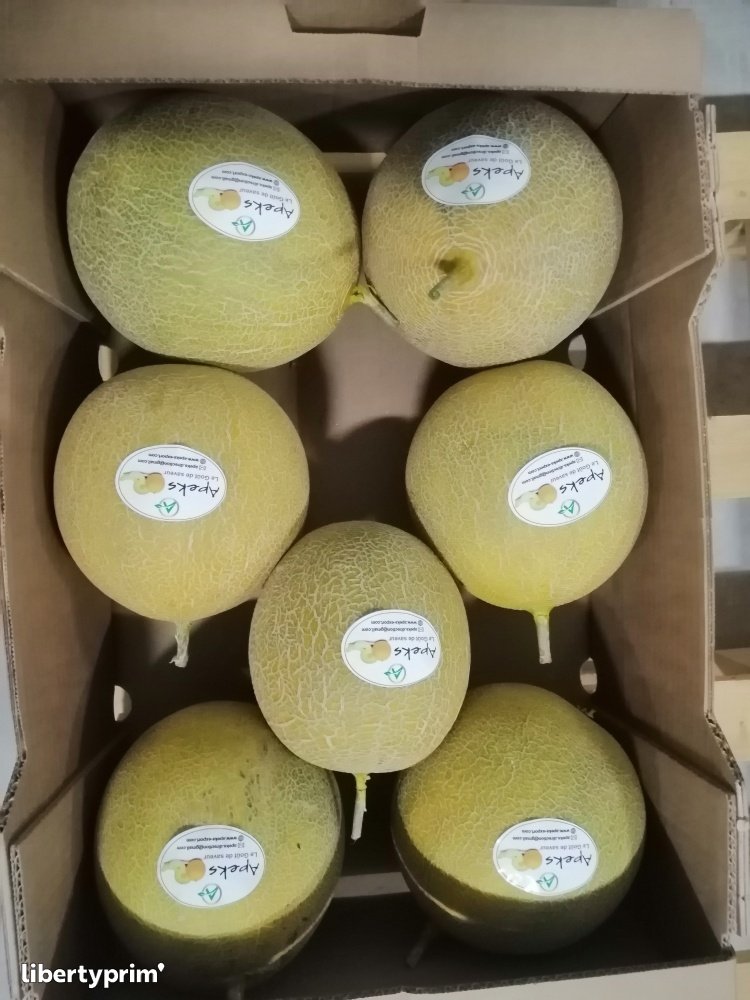 Melon Galia Class 1 Morocco Producer - APEKS | Libertyprim