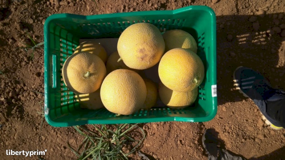 Melon Galia Vert Grèce Exportateur GEFRA Libertyprim