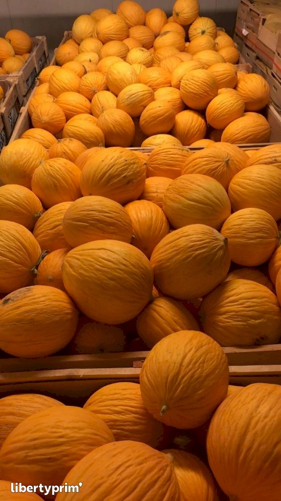 Melon Yellow France Producer - Peruzzo Group | Libertyprim