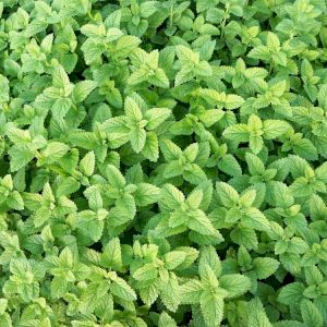 Menta 