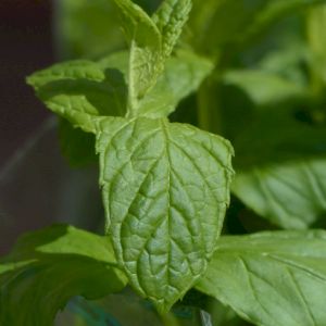 Mint 