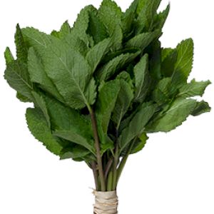 Menta 